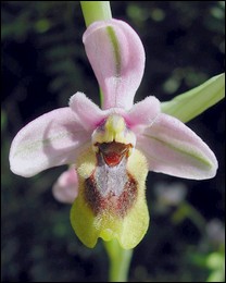 Ophrys_tenthredinifera