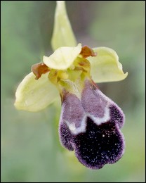 Ophrys_vasconica
