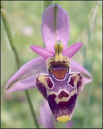 Ophrys_vetula