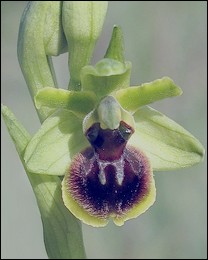 Ophrys_virescens