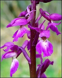 Orchis_mascula