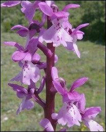 Orchis_olbiensis