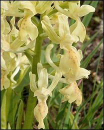 Orchis_provincialis