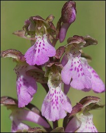 Orchis_spitzelii